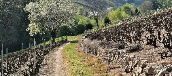 Domaine de Leyre-Loup