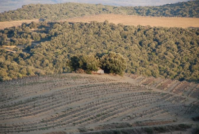 Angel Montgros